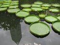 Lillies, Shanghai